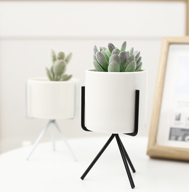 Blumentop für Sukkulenten